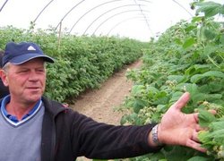 Лешек Якубяк демонструє плодоношення малини сорту Лашка